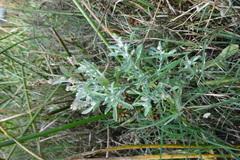 Gnaphalium polycaulon